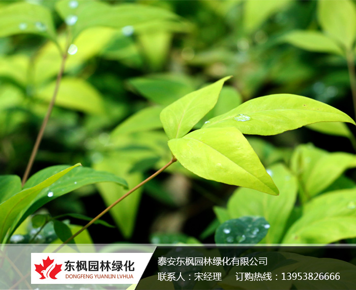 火焰南天竹栽種、澆水、施肥等及擺放環(huán)境