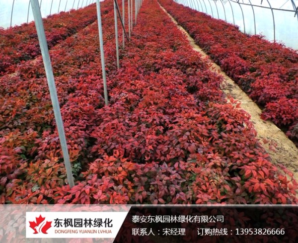火焰南天竹栽種、澆水、施肥等及擺放環(huán)境