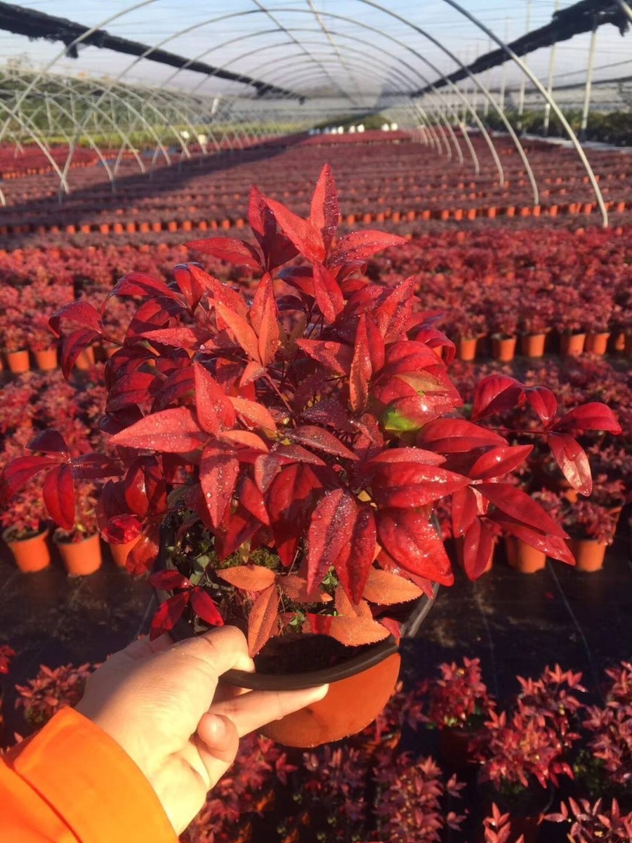 種苗兩年，投資2000萬(wàn)，干出兩個(gè)“大”，這個(gè)山東兄弟有點(diǎn)“狠”