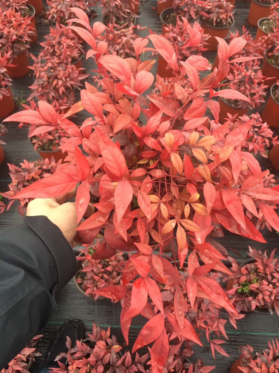 種苗兩年，投資2000萬(wàn)，干出兩個(gè)“大”，這個(gè)山東兄弟有點(diǎn)“狠”