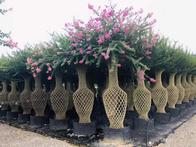 種苗兩年，投資2000萬(wàn)，干出兩個(gè)“大”，這個(gè)山東兄弟有點(diǎn)“狠”