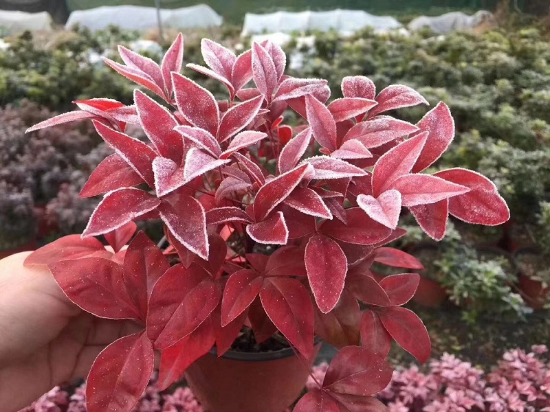 選對種苗，做好產(chǎn)品，才能未來可期！火焰南天竹、叢生紅點(diǎn)紅楓、紫薇花瓶