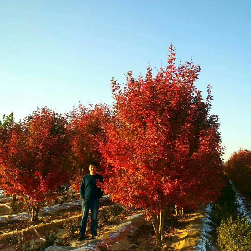 美國(guó)紅楓，在砥礪前行中預(yù)見(jiàn)未來(lái)